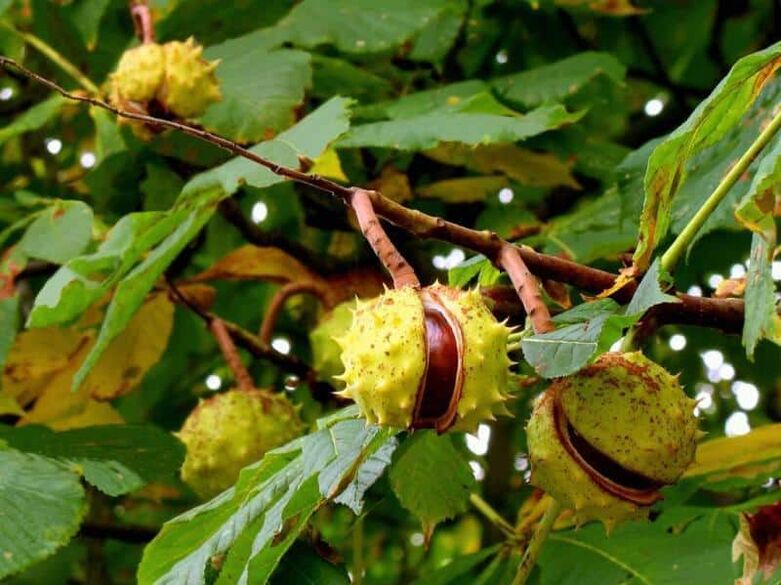 Castanha-da-índia usada para fazer uma tintura curativa para varizes